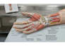 do 3d medical illustration